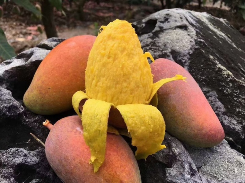 【聚划算】海南贵妃芒红金龙芒果一件代发批发平台代发