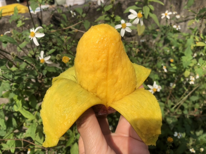 【聚划算】海南贵妃芒红金龙芒果一件代发批发平台代发