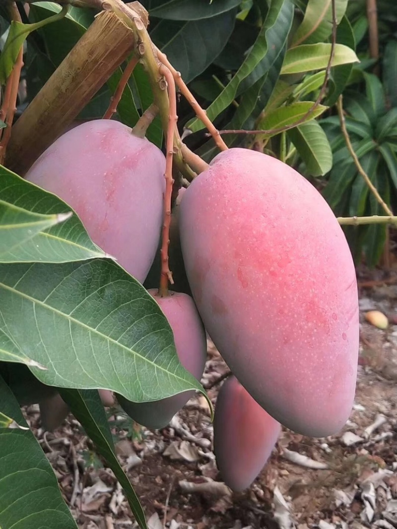 【聚划算】海南贵妃芒红金龙芒果一件代发批发平台代发