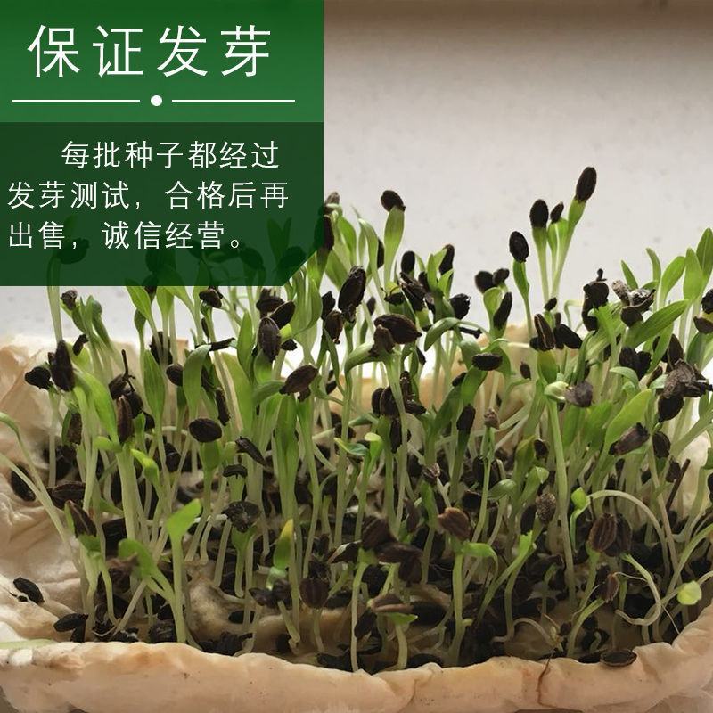 关防风种子防风种子中药材防风籽防风种苗包邮基地包发芽正品