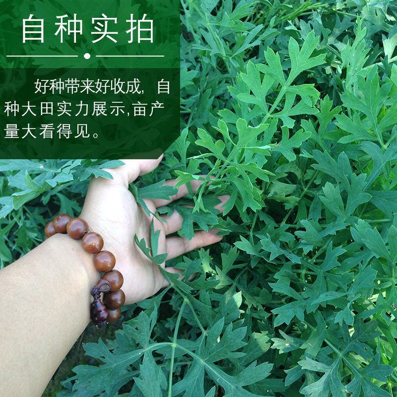 关防风种子防风种子中药材防风籽防风种苗包邮基地包发芽正品