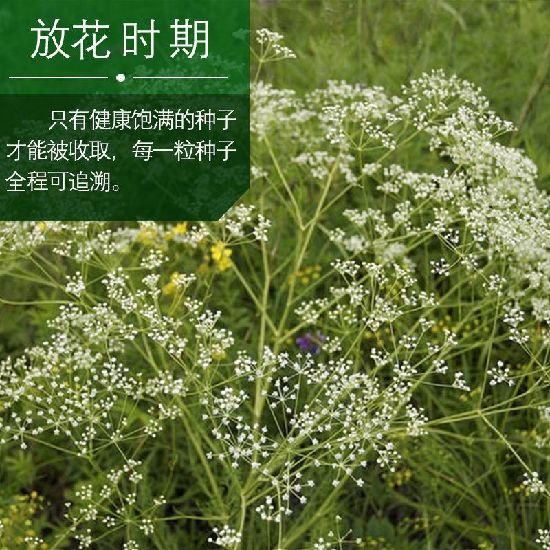 关防风种子防风种子中药材防风籽防风种苗包邮基地包发芽正品