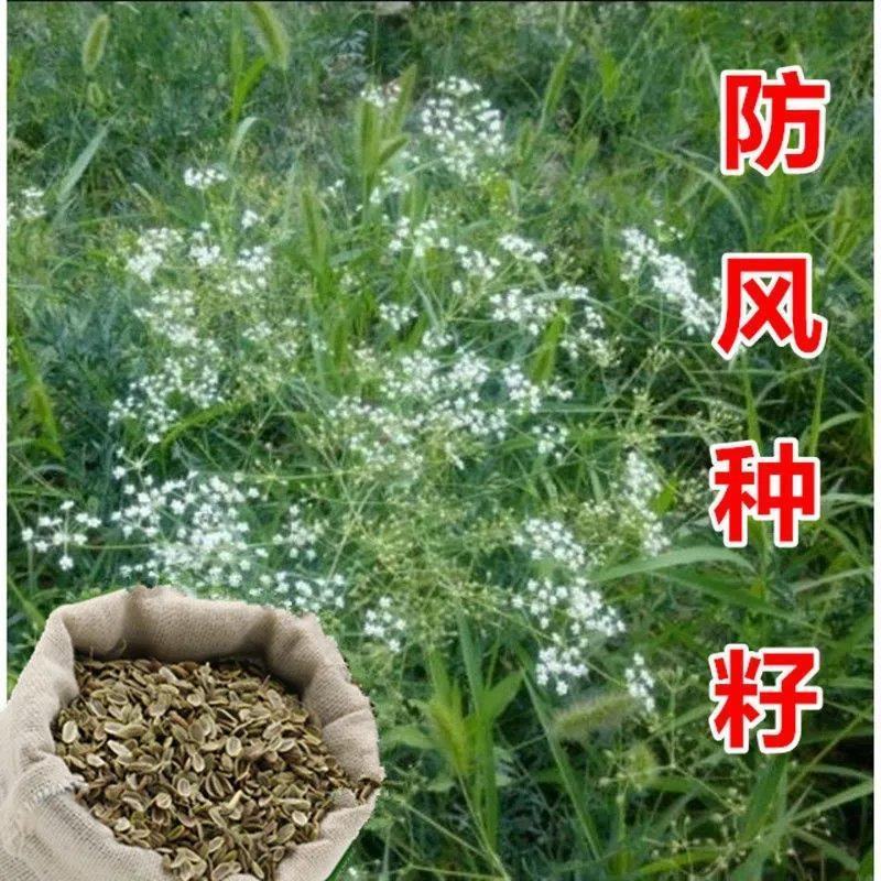 关防风种子防风种子中药材防风籽防风种苗包邮基地包发芽正品