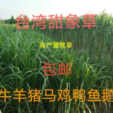 大量供应甜象草，巨菌草，黄竹草，红象草等种节