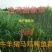 大量供应甜象草，巨菌草，黄竹草，红象草等种节