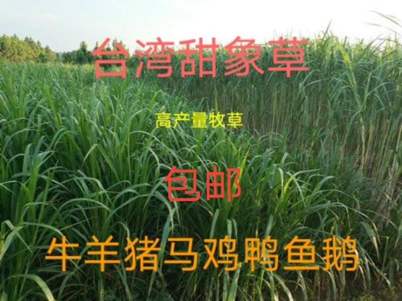 大量供应甜象草，巨菌草，黄竹草，红象草等种节