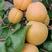 金太阳大黄杏酸甜可口孕妇可吃山西黄杏基地提供代收代发服务