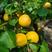 金太阳大黄杏酸甜可口孕妇可吃山西黄杏基地提供代收代发服务
