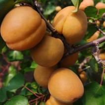 金太阳大黄杏酸甜可口孕妇可吃山西黄杏基地提供代收服务