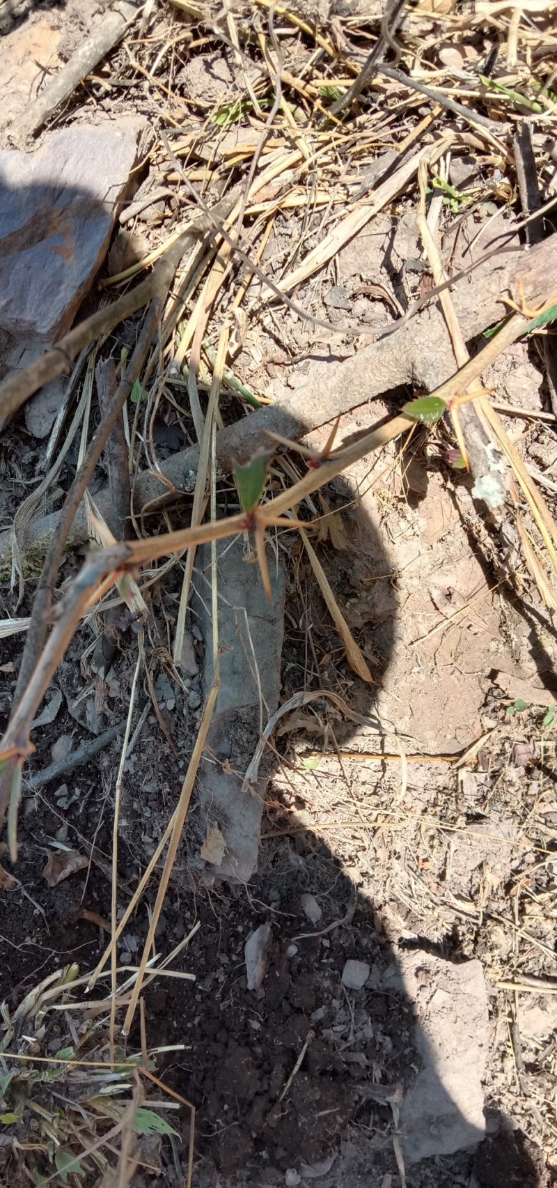 云南野生三颗针，野生下山货自然生长湿货