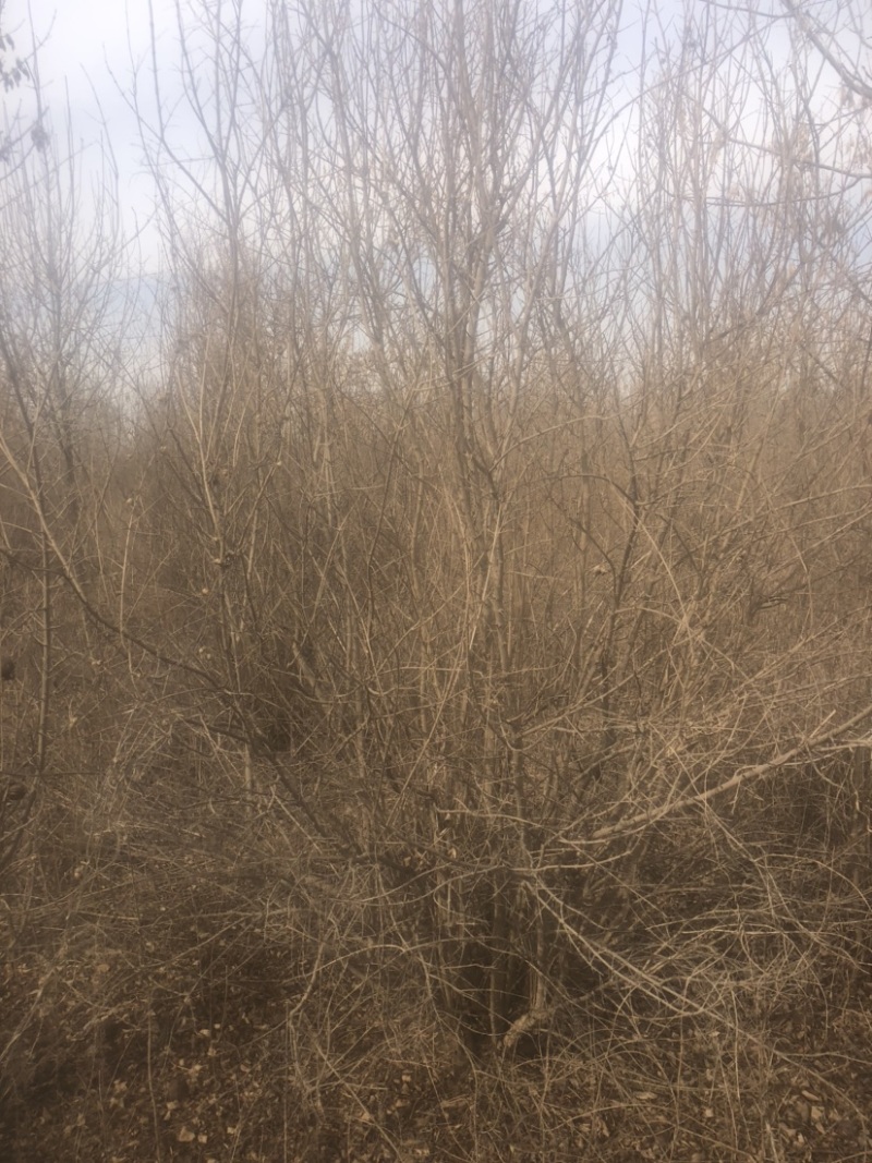 丛生石榴石榴树丛生石榴树基地现挖现发全国发货