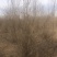 丛生石榴石榴树丛生石榴树基地现挖现发全国发货