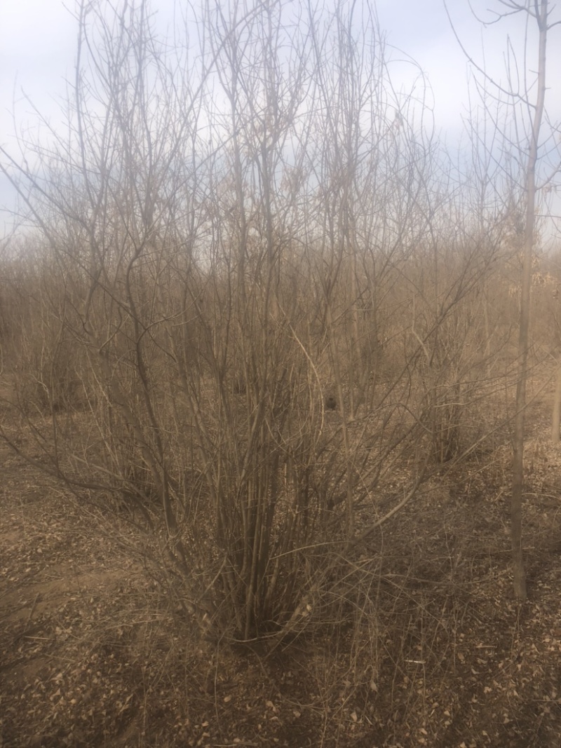 丛生石榴石榴树丛生石榴树基地现挖现发全国发货