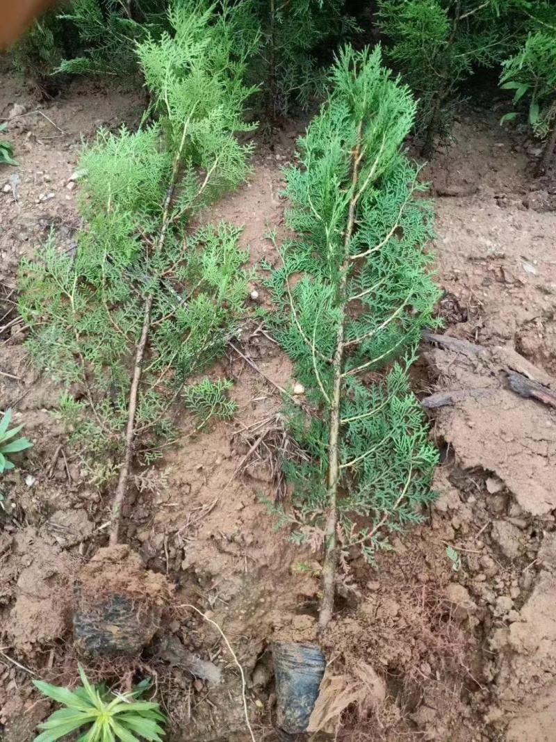 侧柏扁侧柏树松柏树庭院绿化侧柏叶柏树绿化