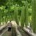 油苦瓜,日供万斤苦瓜,四川白苦瓜,非青苦瓜珍珠苦瓜