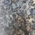 桑叶，霜桑叶，纯野生无杂质，优质精选，