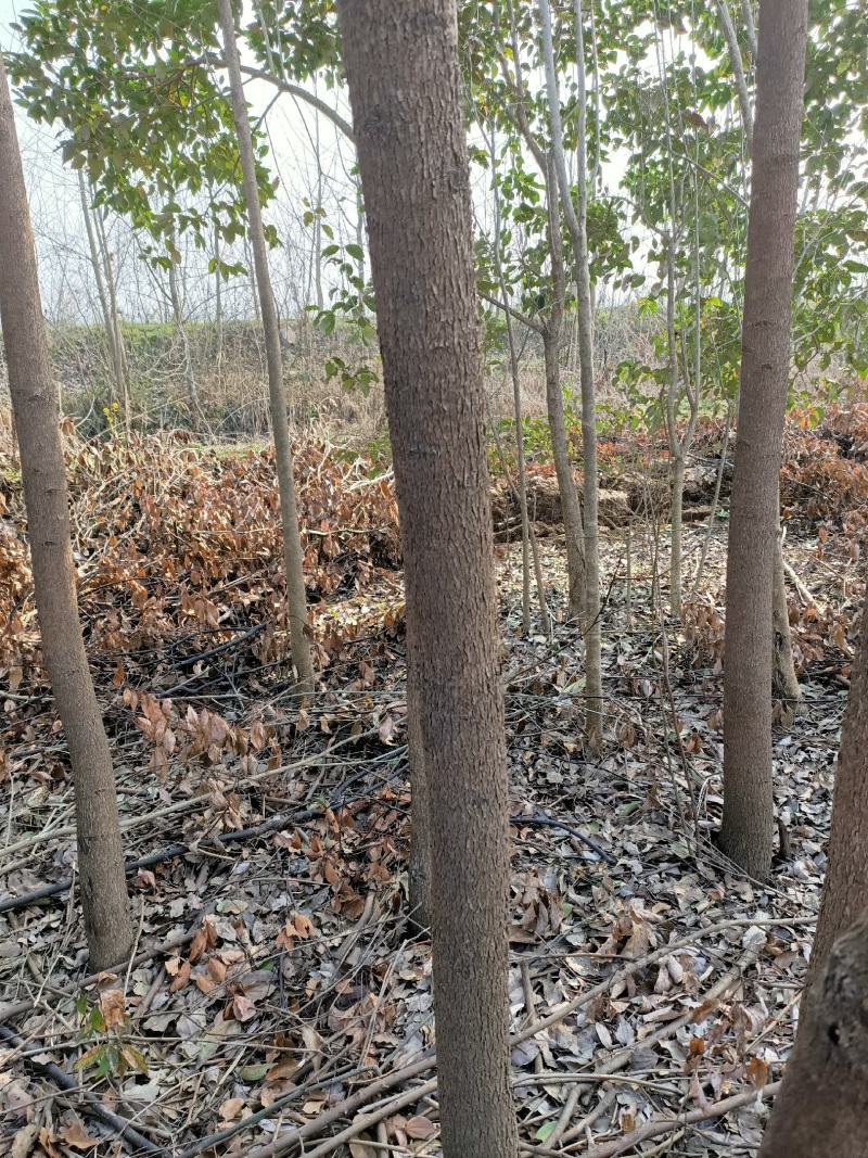 香樟3到10公分量大湖北天门市大量供应需要的联系