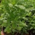 黄金菊，多年生草本植物。全株具香气
