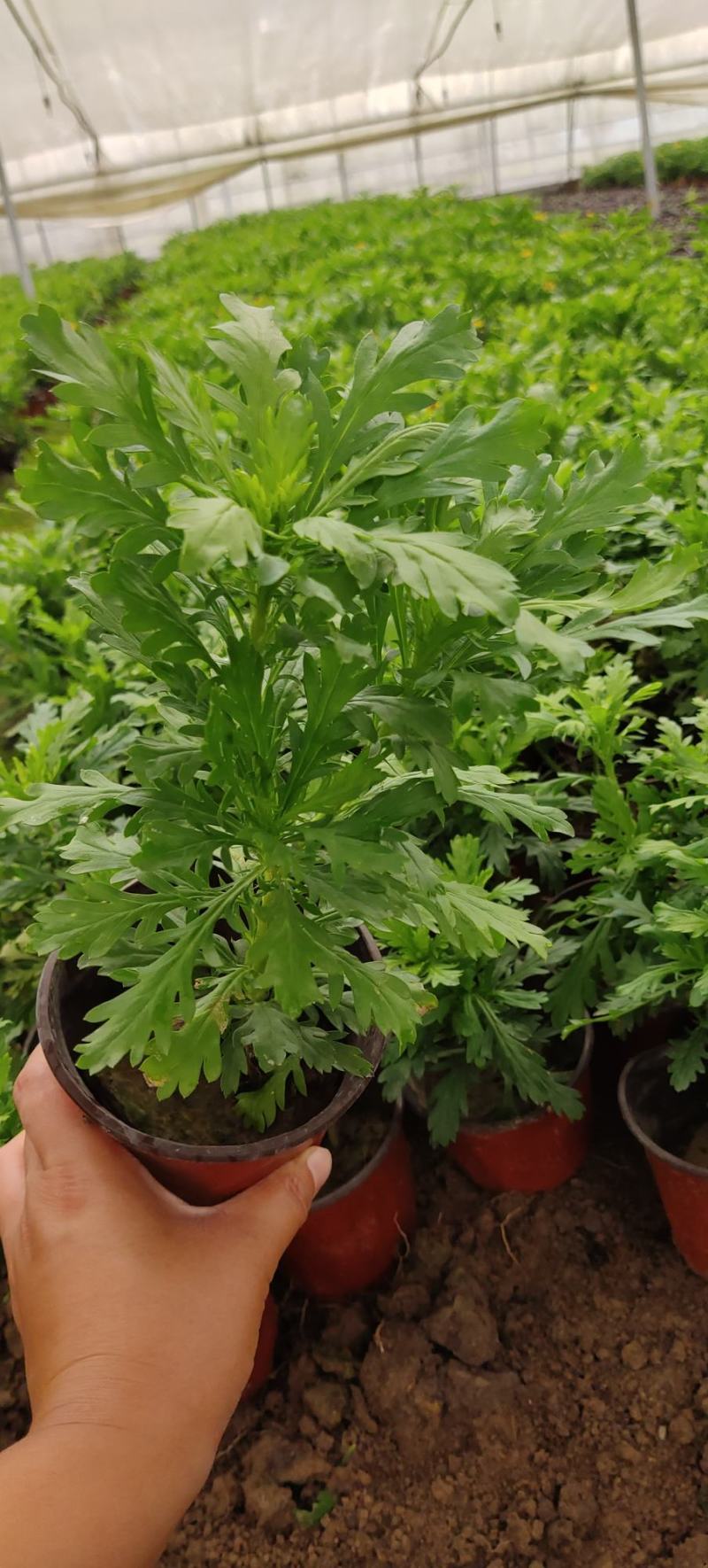 黄金菊，多年生草本植物。全株具香气