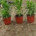黄金菊，多年生草本植物。全株具香气