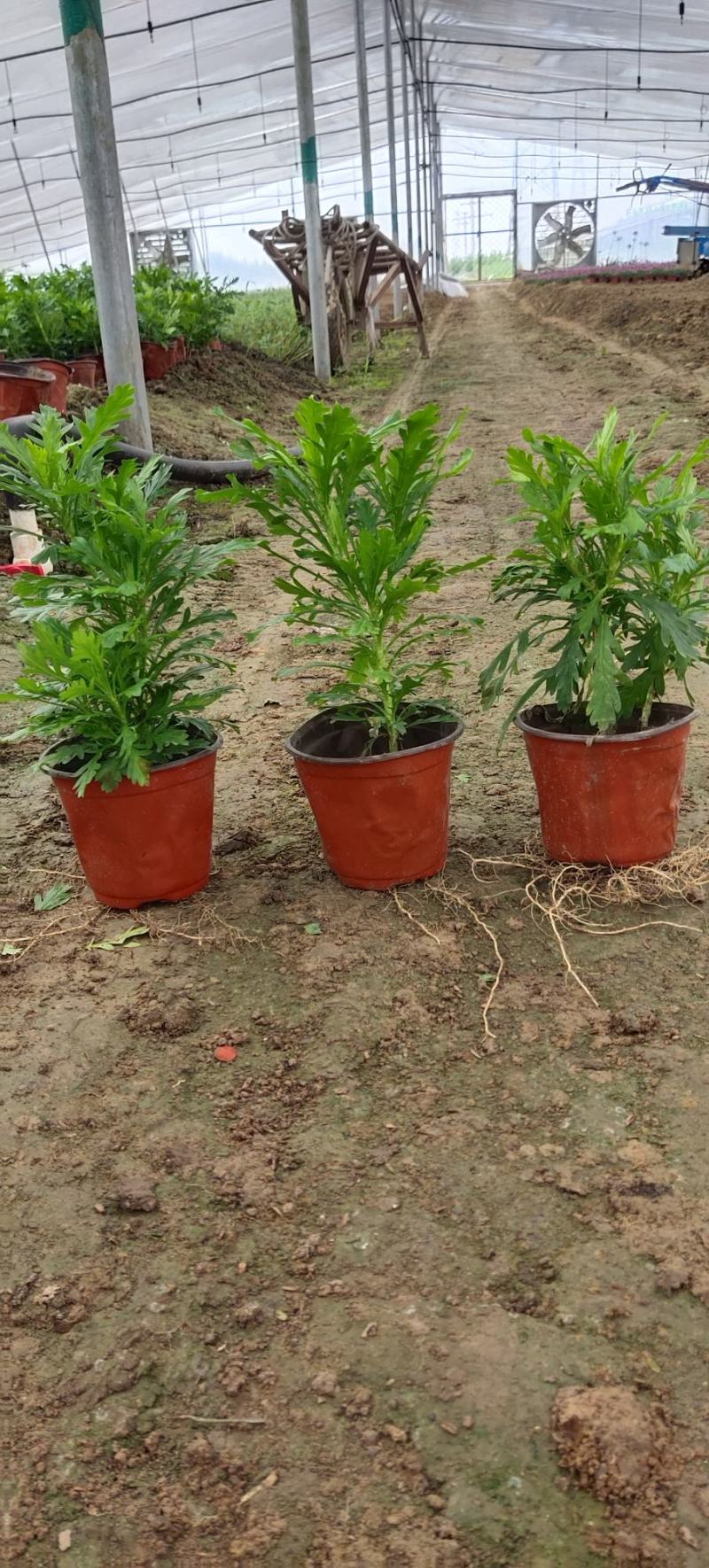 黄金菊，多年生草本植物。全株具香气