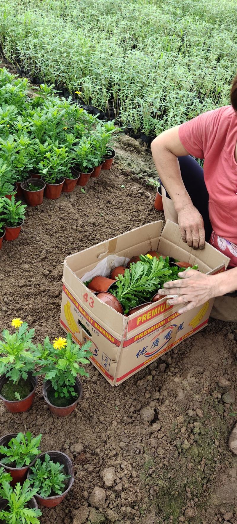 黄金菊，多年生草本植物。全株具香气