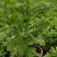 黄金菊，多年生草本植物。全株具香气