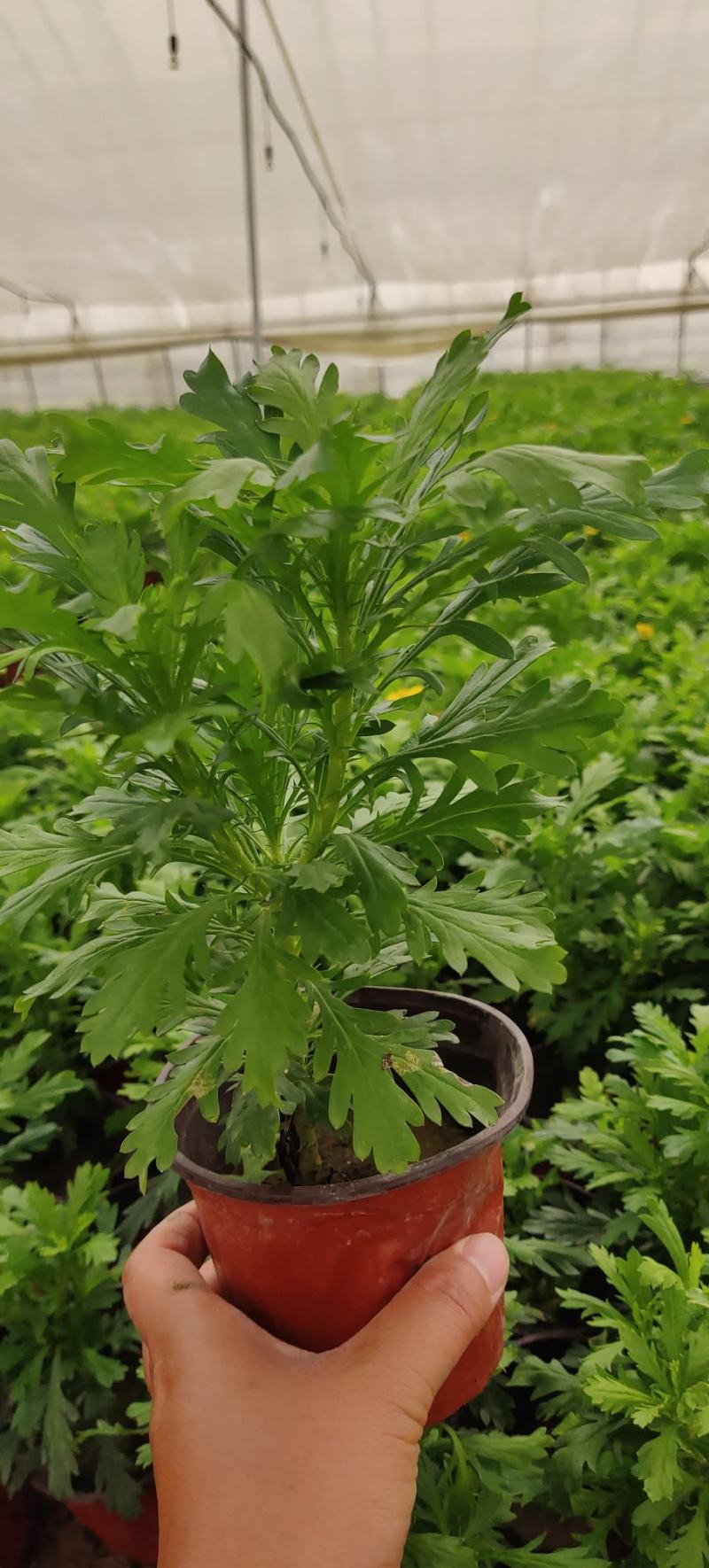 黄金菊，多年生草本植物。全株具香气