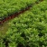 黄金菊，多年生草本植物。全株具香气