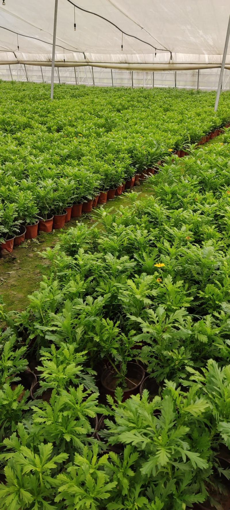 黄金菊，多年生草本植物。全株具香气