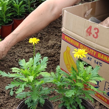 黄金菊，多年生草本植物。全株具香气