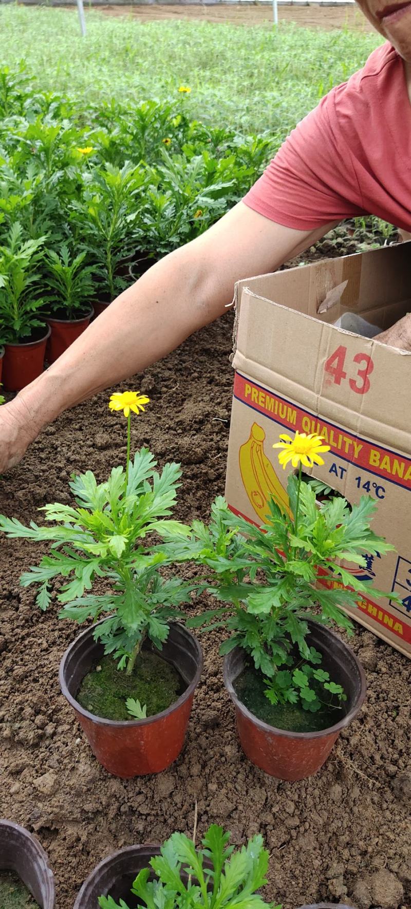 黄金菊，多年生草本植物。全株具香气