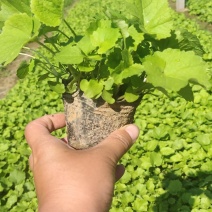 二月兰，是菜也是花，每年二月会开出蓝紫色的花，又把春报来