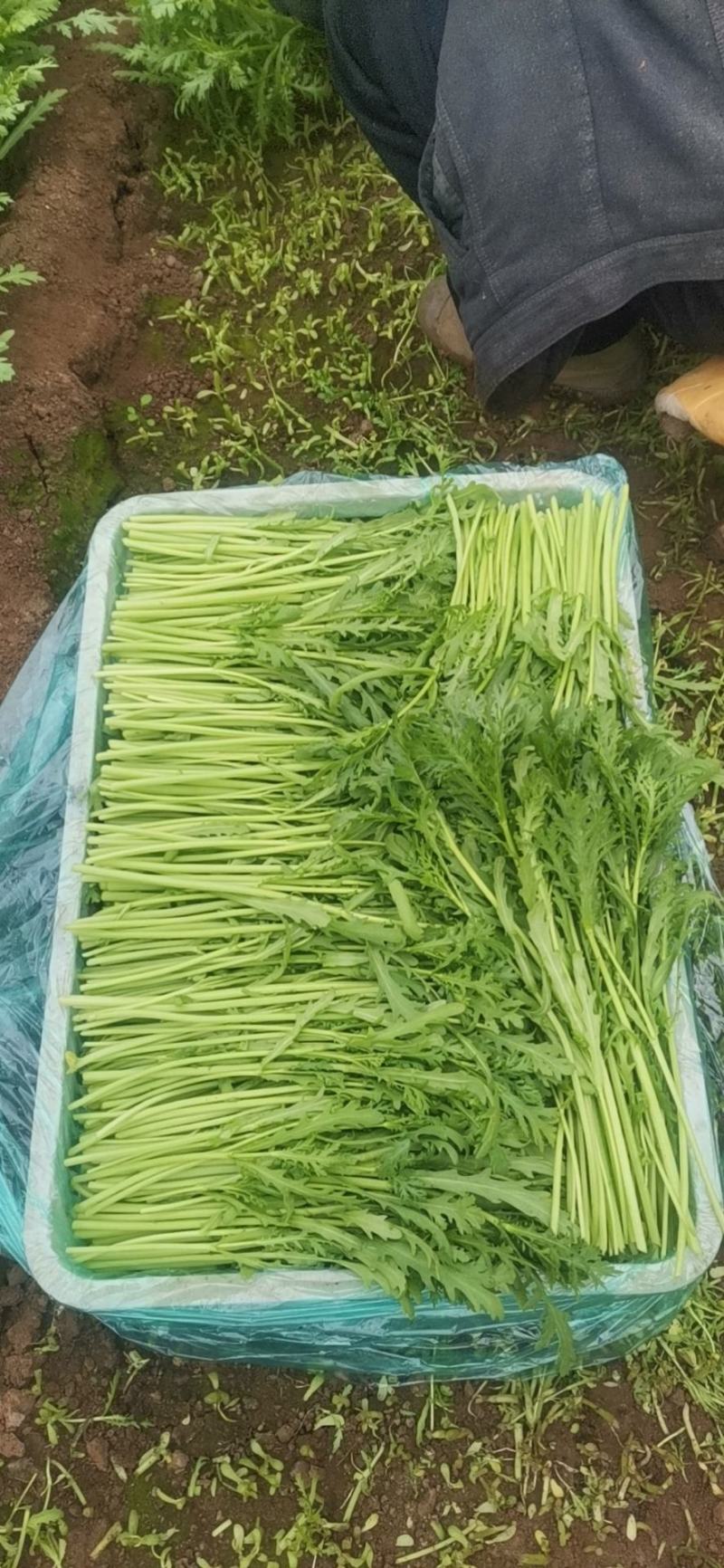 精品光杆茼蒿种子出芽率高根系发达长势快产量高绿杆清秀