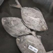 黑鲳鱼印尼10kg马尾现货长期供应价格