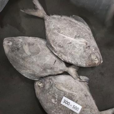 黑鲳鱼印尼10kg马尾现货长期供应价格优惠