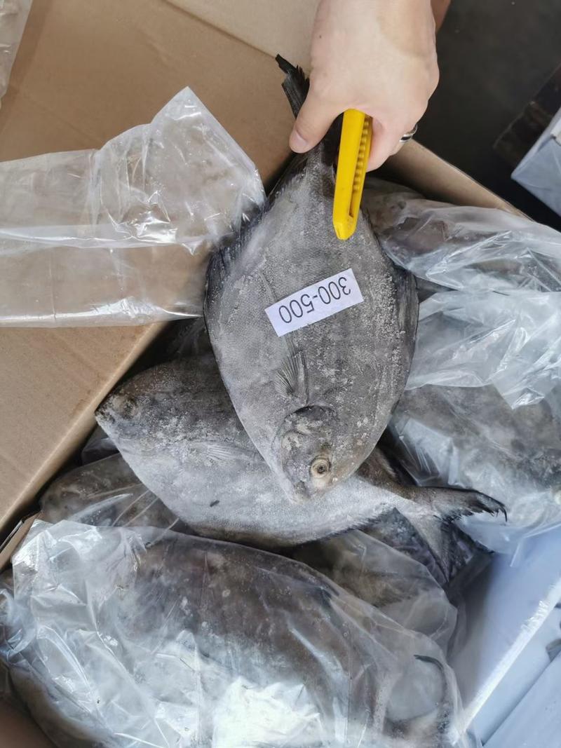 黑鲳鱼印尼10kg马尾现货长期供应价格优惠