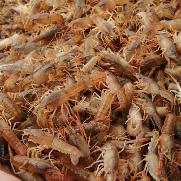 小龙虾苗，商品虾，种虾常年供应，欢迎老板实地考