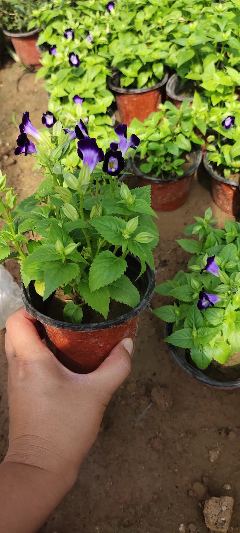 香彩雀，夏季**草花。耐涝