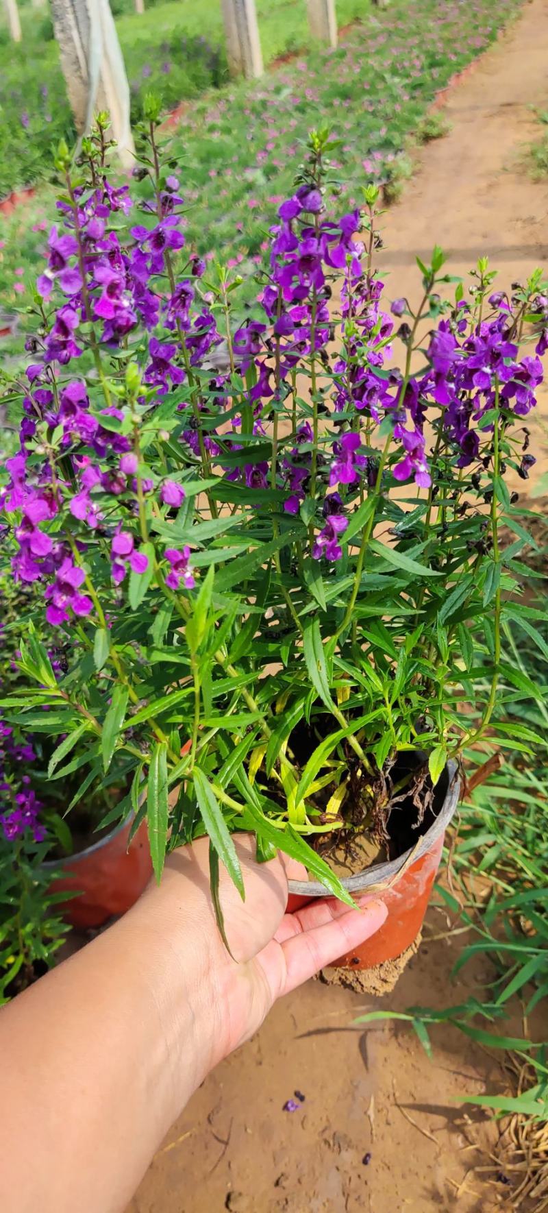 香彩雀，夏季**草花。耐涝