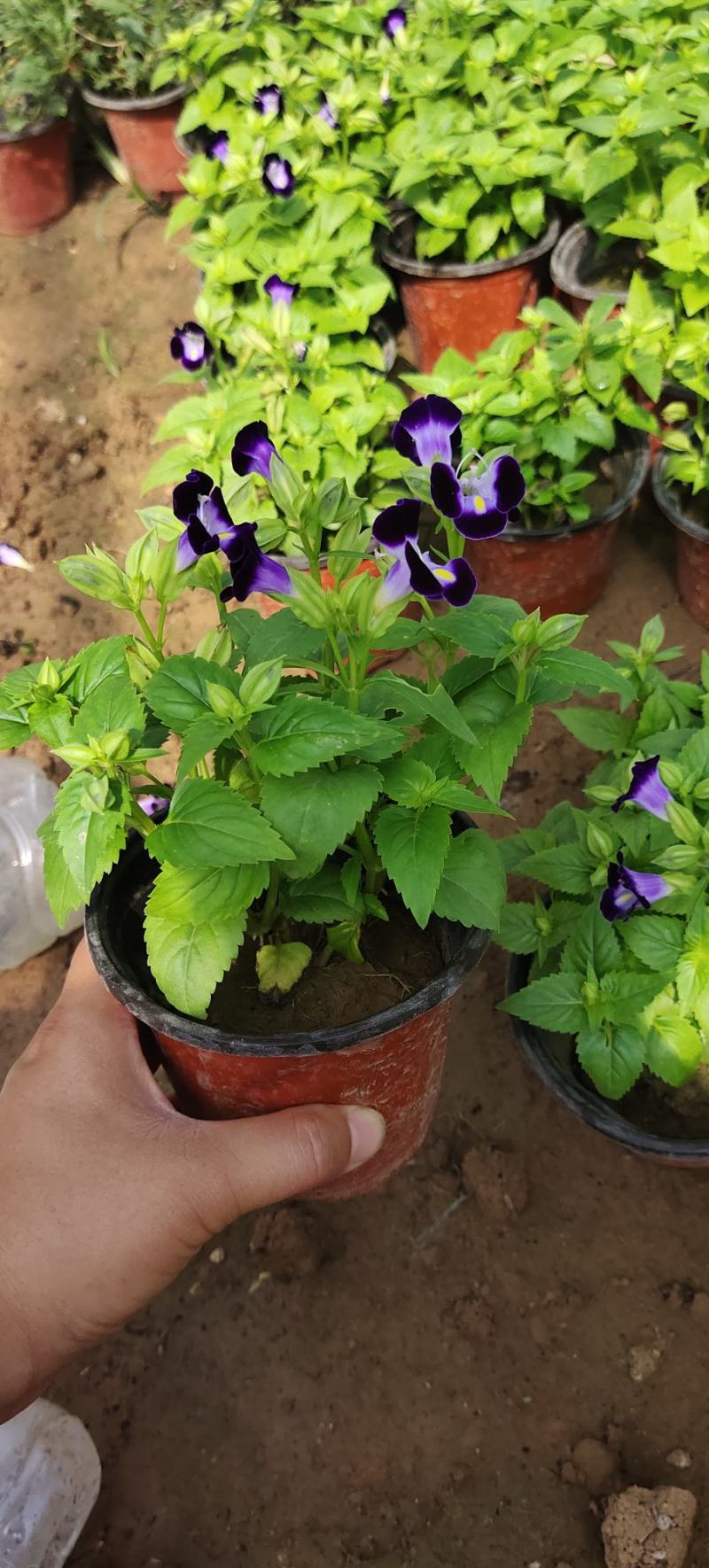 香彩雀，夏季**草花。耐涝