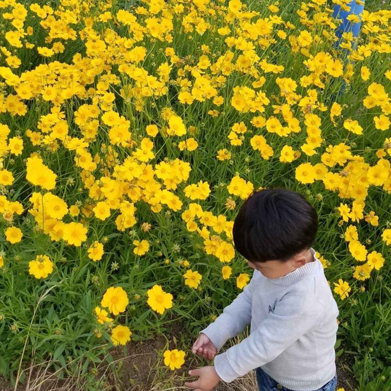 大花金鸡菊种子四季种野菊花金钱菊花种籽花海视频看货等您来电