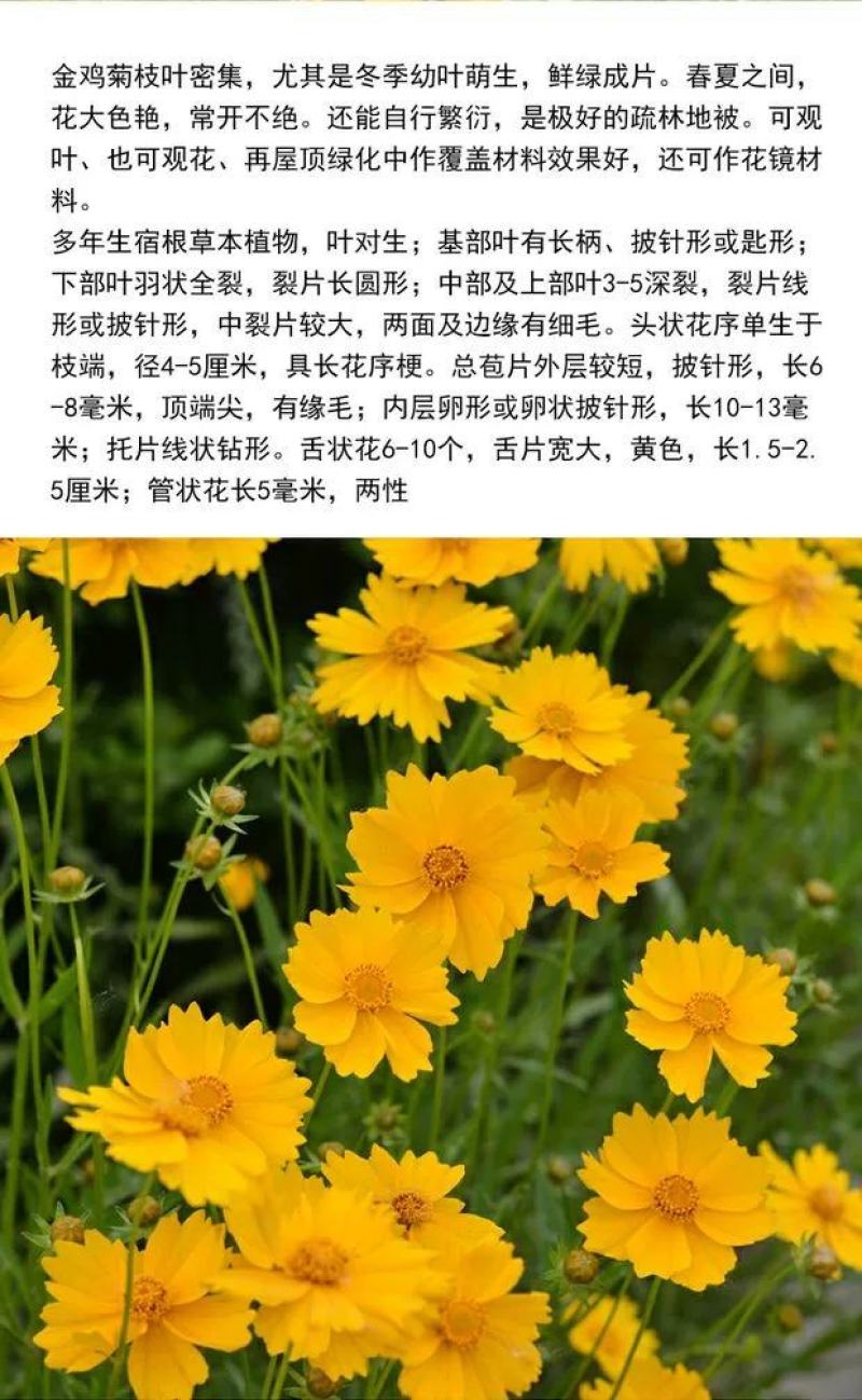 大花金鸡菊种子四季种野菊花金钱菊花种籽花海视频看货等您来电
