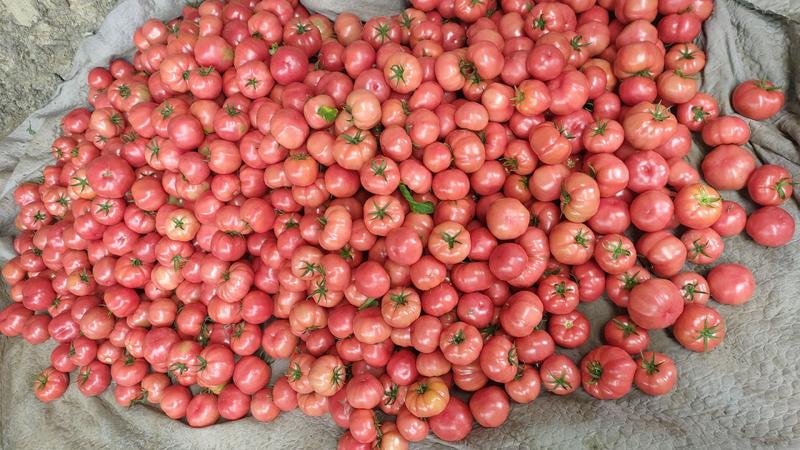 安徽普罗旺斯水果西红柿沙瓤番茄按需分拣产地直供欢迎咨询