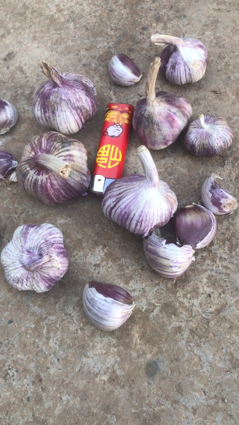 云南大蒜🧄红香蒜，分蒜