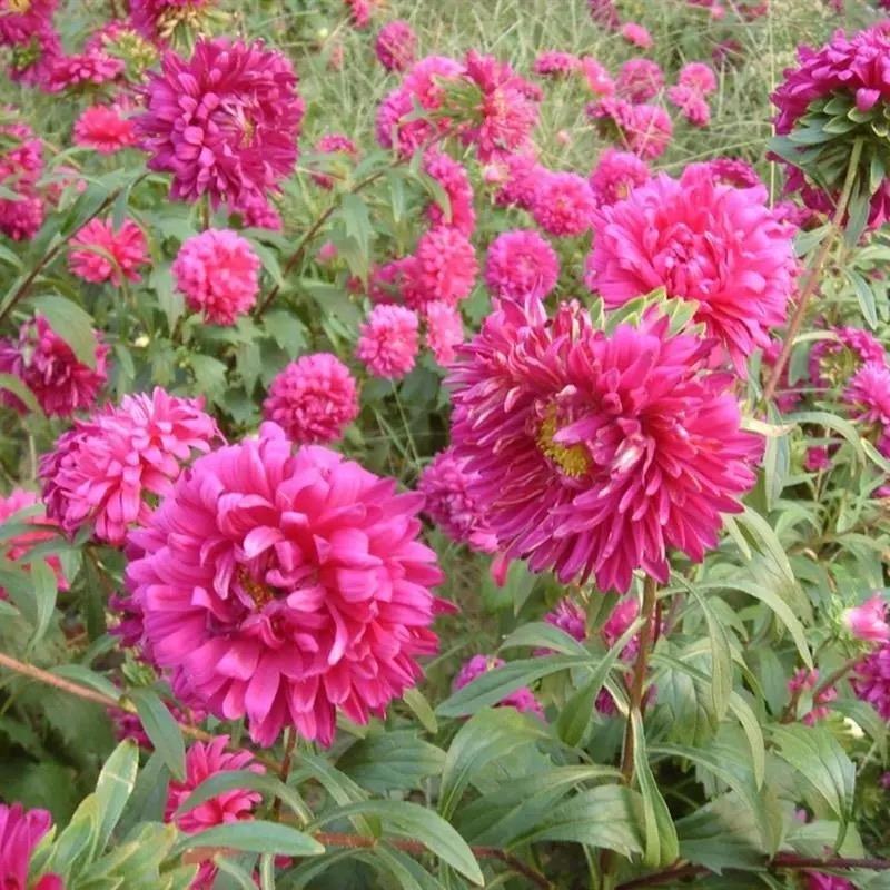翠菊种子重瓣翠菊花种子籽保您满意视频看货诚信为本欢迎来电