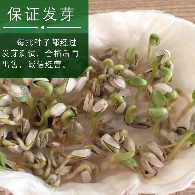 红花种子材藏红花种子新疆产草红花籽草红花籽红花可入