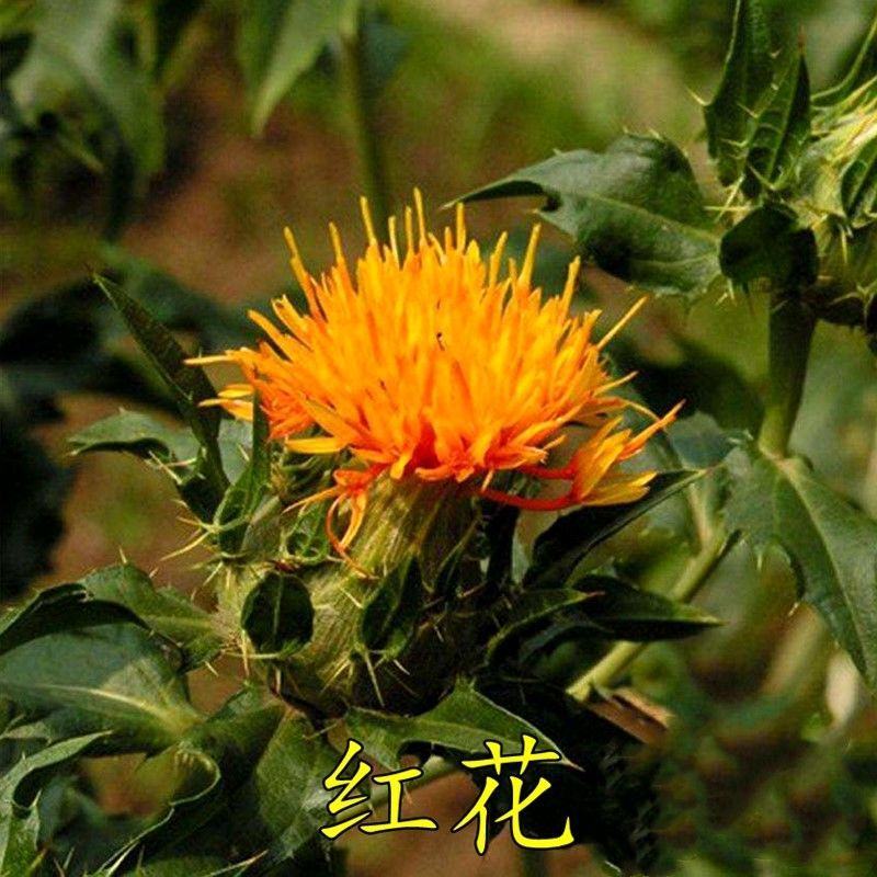 红花种子材藏红花种子新疆产草红花籽草红花籽红花可入