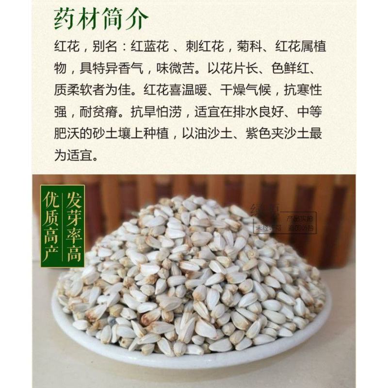 红花种子材藏红花种子新疆产草红花籽草红花籽红花可入