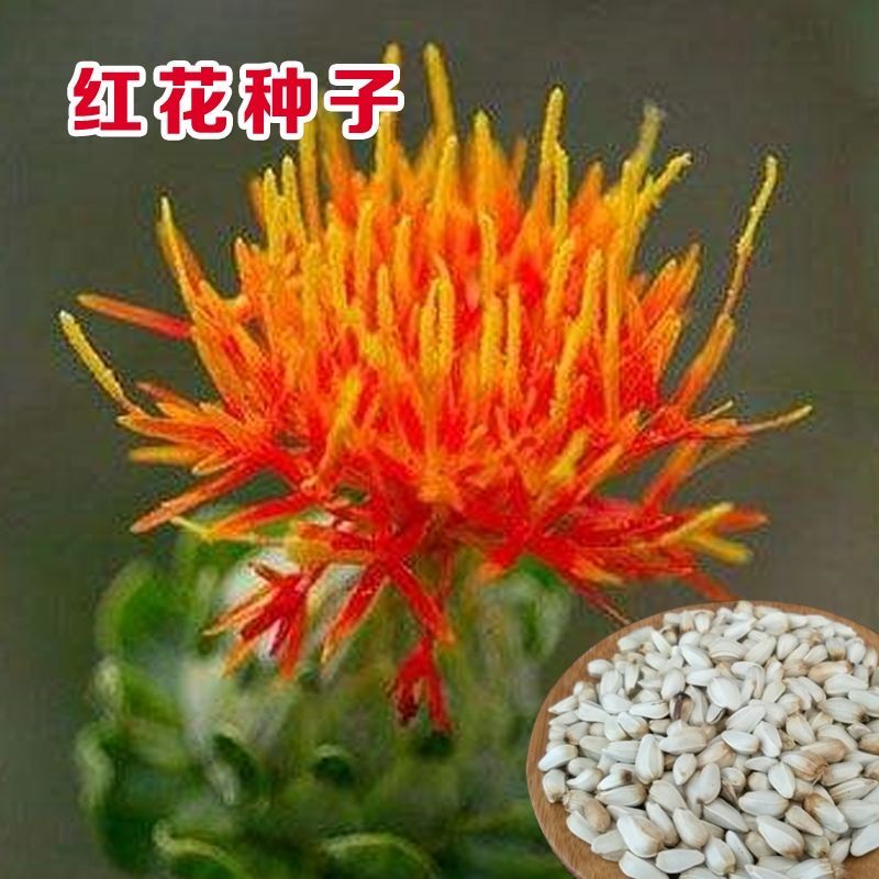 红花种子材藏红花种子新疆产草红花籽草红花籽红花可入